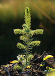 Pine Sapling